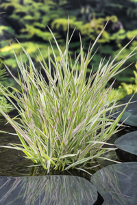 Bont rietgras klaar in vijvermand / Phalaris arundinacea 'Picta'