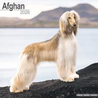 Afghan Calendar 2026 Square Dog Breed Wall Calendar - 16 Month