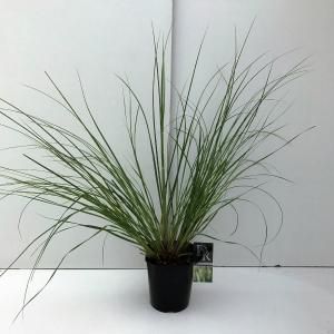 Pampasgras (Cortaderia selloana "Pumila") siergras - In 5 liter pot - 1 stuks