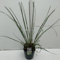 Pampasgras (Cortaderia selloana "Pumila") siergras - In 5 liter pot - 1 stuks