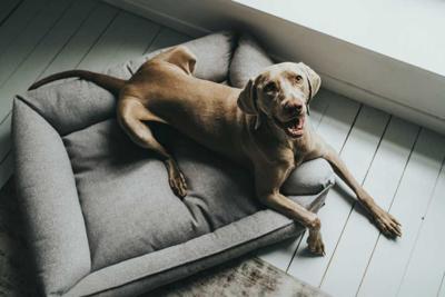 Hondenmand Prag Easy Clean Grijs Hondenmand Prag Easy Clean Grijs