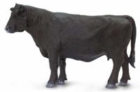 Safari boerderij Angus Cow junior 12 cm zwart