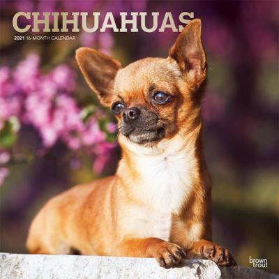 Chihuahua Kalender 2021