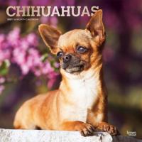 Chihuahua Kalender 2021