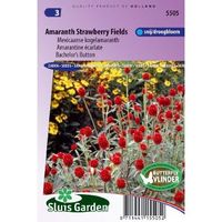 Gomphrena zaden Strawberry Fields Kogelamaranth - thumbnail