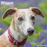 Whippet Calendar 2026 Square Dog Breed Wall Calendar - 16 Month