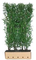 Kant & klaar haag Ligustrum ovalifolium 200 x 100 cm breed Liguster Quickhedge - Quickhedge