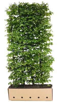 Kant & klaar haag Carpinus betulus 150 x 100 cm breed Haagbeuk Quickhedge - Quickhedge