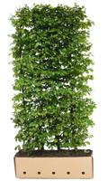 Kant & klaar haag Carpinus betulus 150 x 100 cm breed Haagbeuk Quickhedge - Quickhedge