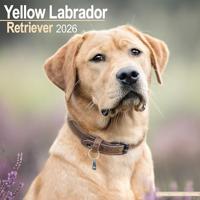 Labrador Retriever (Yellow) Calendar 2026 Square Dog Breed Wall Calendar - 16 Month