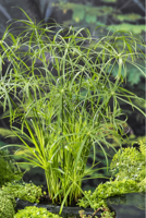 Papyrus plant / Cyperus alternifolius - thumbnail