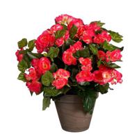 Mica Decorations Begonia Kunstplant - H37 x Ø36 cm - Donkerroze - thumbnail