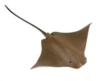 Safari adelaarsrog junior 21 cm rubber wit/bruin