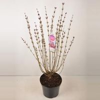 Dwergsering (syringa "Tinkerbelle"®) - 90-120 cm - 1 stuks - thumbnail