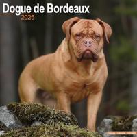 Dogue De Bordeaux Calendar 2026 Square Dog Breed Wall Calendar - 16 Month
