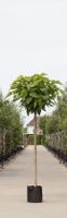 2 stuks! Bol Catalpa Catalpa Bignonniodes Nana h 275 cm st. omtrek 12 cm st. h 200 cm boom - Warentuin Natuurlijk