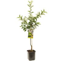 Appelboom Malus d. Golden Delicious 160 cm - thumbnail