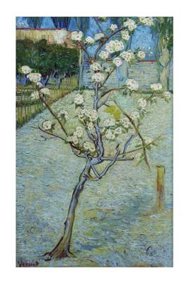 Van Gogh Pear Tree Blossoms Kunstdruk 60x80cm
