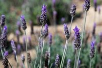 Lavendel - thumbnail