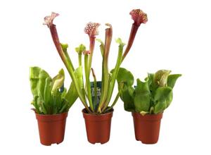 Sarracenia Mix 3-pack