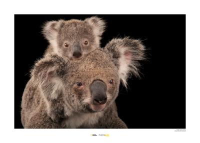 Koala beer Art Print National Geographic 50x70cm