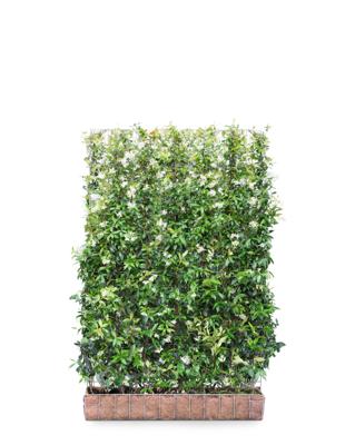 Mobilane Kant en klaar haag Trachelospermum Jasminoides 120x180cm.