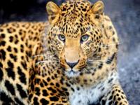 Mona Lisa diamond painting luipaard 50 x 40 cm bruin 440 gr