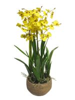 Oncidium Malibu in pot yellow 70cm