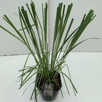 Pampasgras (Cortaderia selloana "Rosea") siergras - In 5 liter pot - 1 stuks