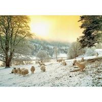 Frosty Morn Puzzel 1000 Stukjes