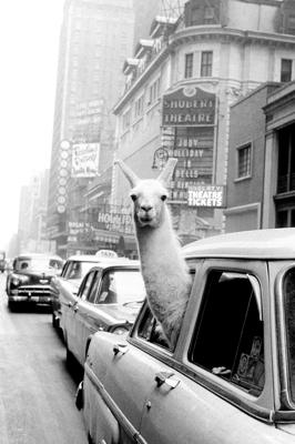 A Llama In Times Square Poster 61x91.5cm