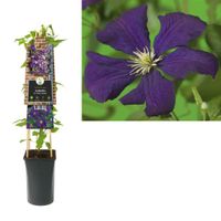 Clematis Viticella Etoile Violette - Bosrank 70 cm - thumbnail