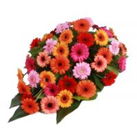 Rouwdruppel verschillende kleuren Germini's